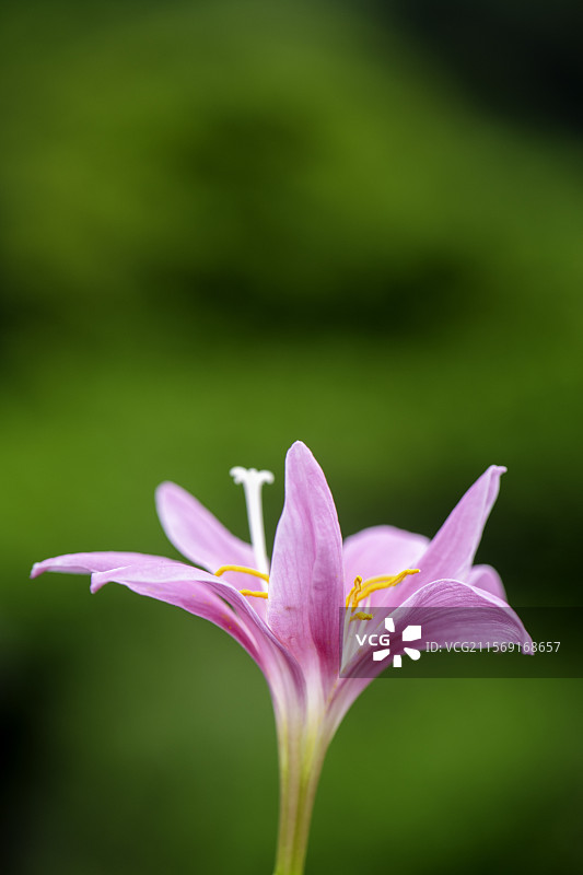 清新粉色韭兰花图片素材