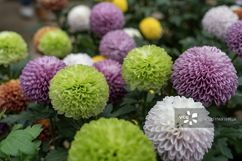 春天彩色的球形花盛开图片素材