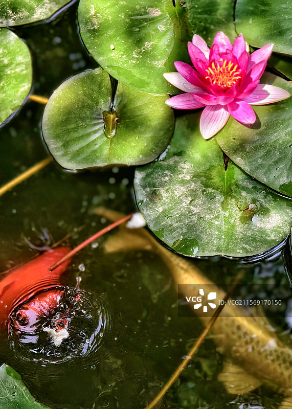 鱼戏莲叶间图片素材
