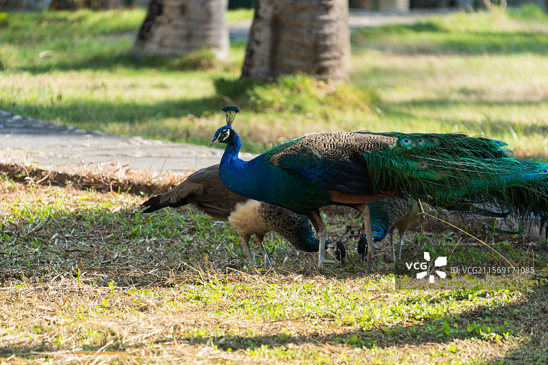 草地上的美丽孔雀觅食场景图片素材