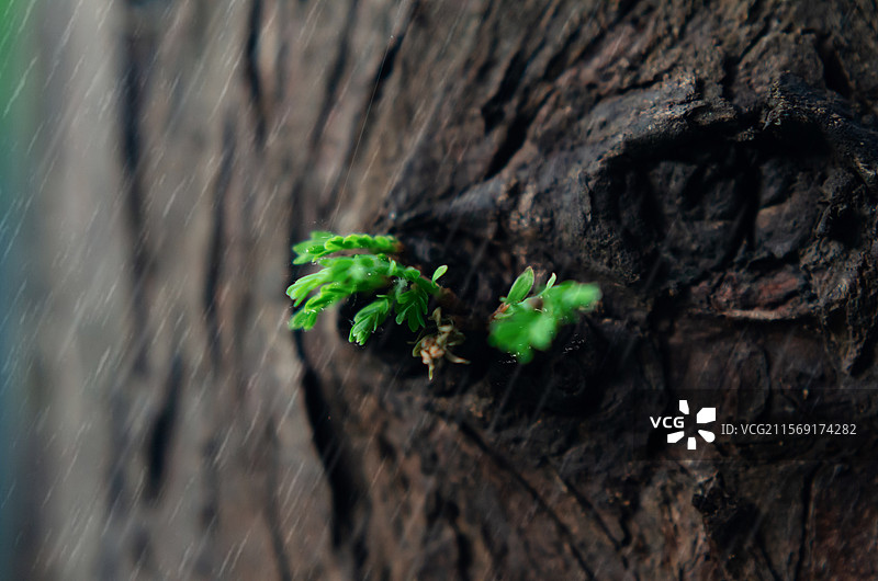 雨中树干上的嫩绿新芽图片素材