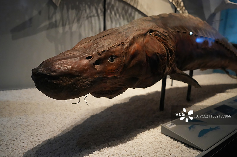 博物馆里展出的古生物鱼类标本图片素材