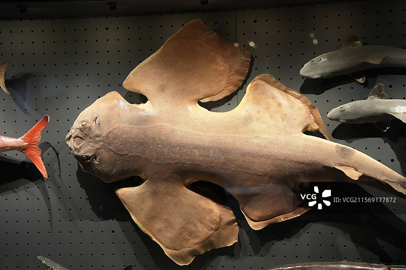 博物馆里展出的古生物鱼类标本图片素材