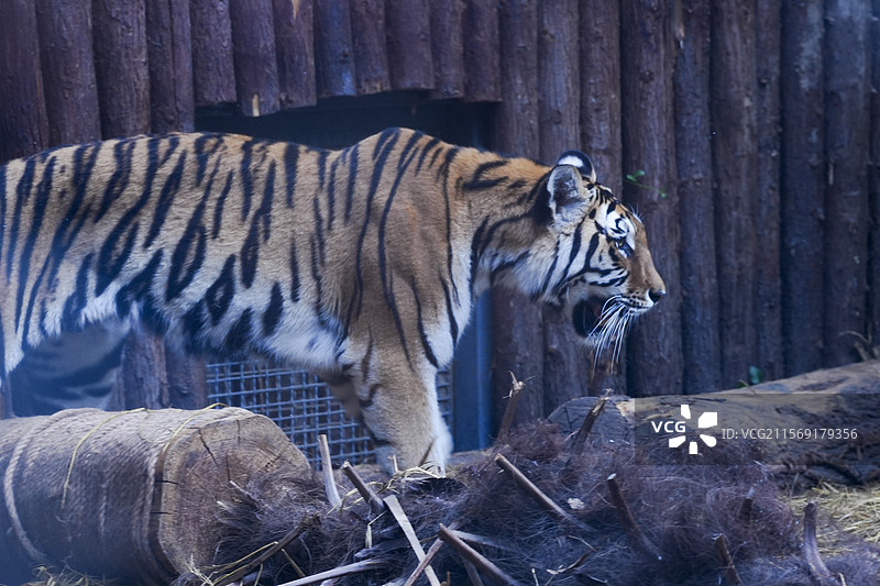 南京红山森林动物园的虎馆位于园区的中心地带，占地面积约1.5万平方米，是目前国内最大的虎馆之一。图片素材