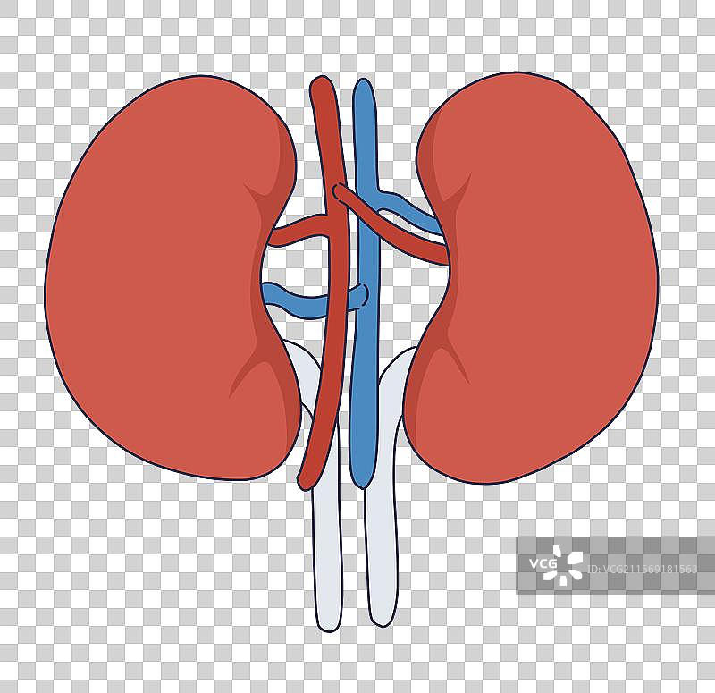 肾脏器官图图片素材