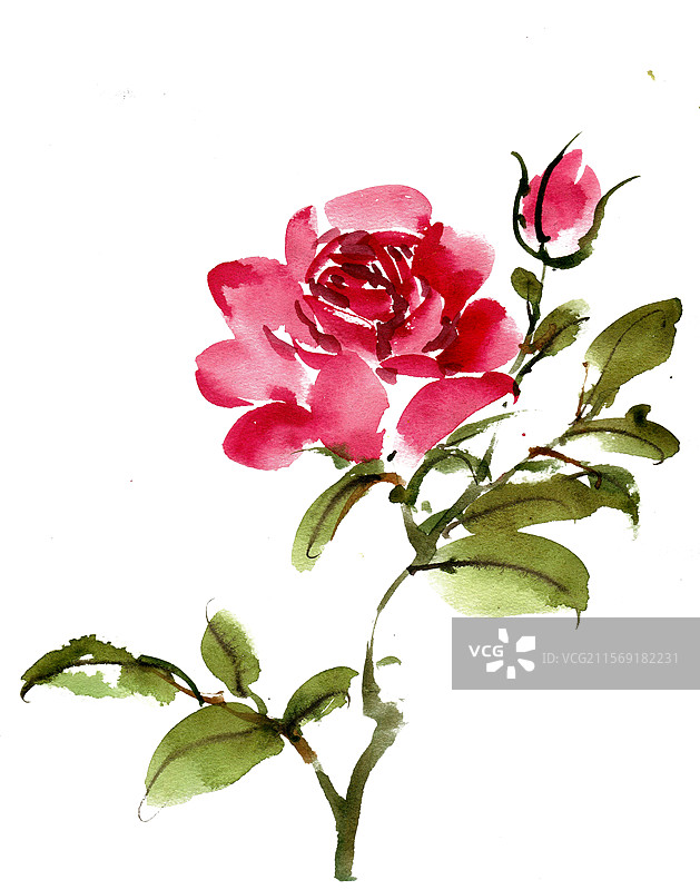 红色月季花图片素材