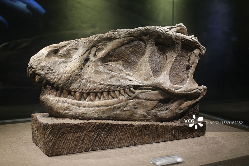 四川自贡恐龙博物馆展出的恐龙化石标本图片素材