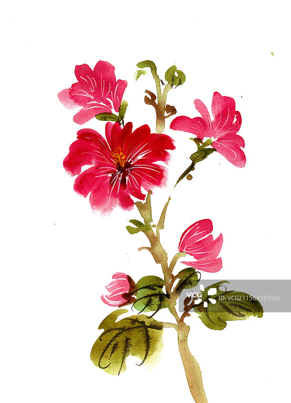 盛开的蜀葵花图片素材