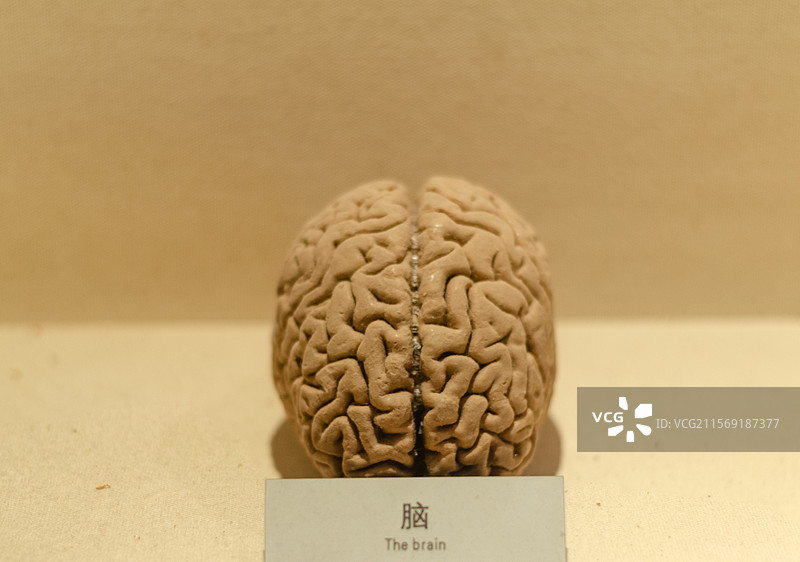 一个脑模型图片素材