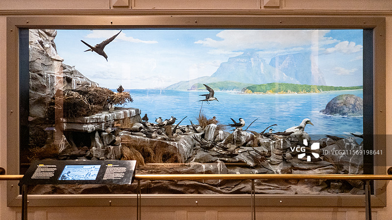 澳大利亚博物馆乌燕鸥标本图片素材