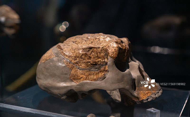 蓝田人头盖骨-陕西历史博物馆图片素材