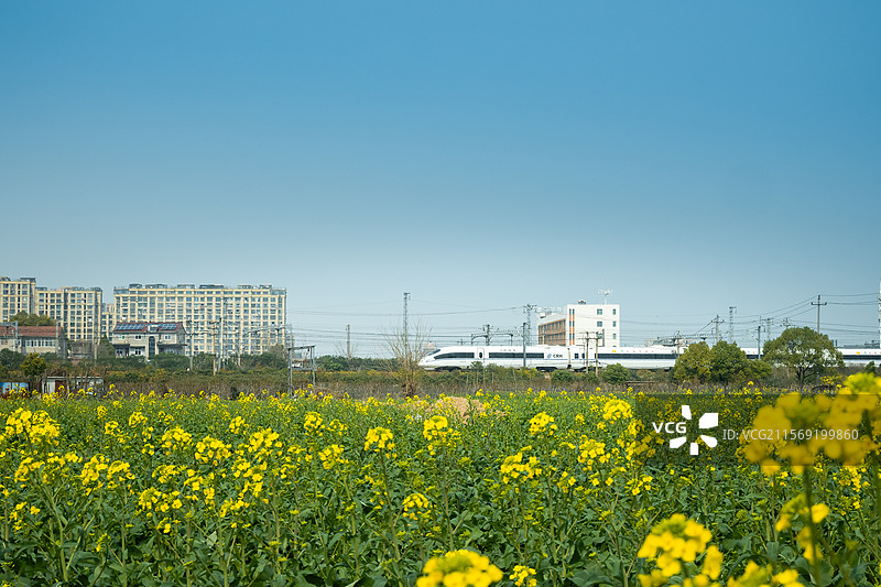 邂逅开往花海的高铁图片素材