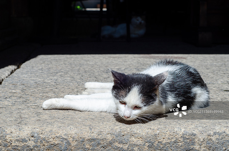 在古镇石板上晒太阳的花猫图片素材