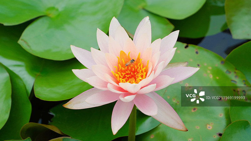 南湖公园莲花盛开正旺图片素材