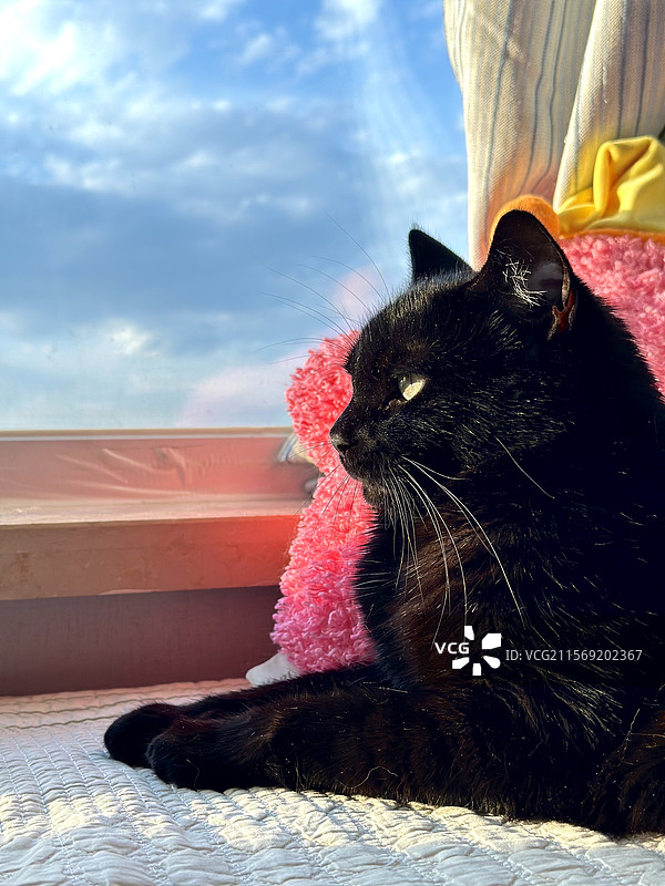 窗边帅气黑猫的侧身照侧脸图片素材