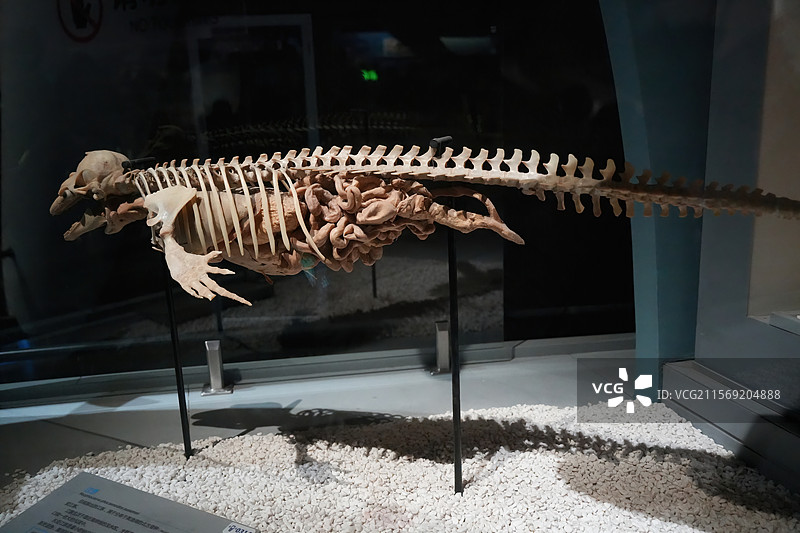 海洋古生物江豚图片素材