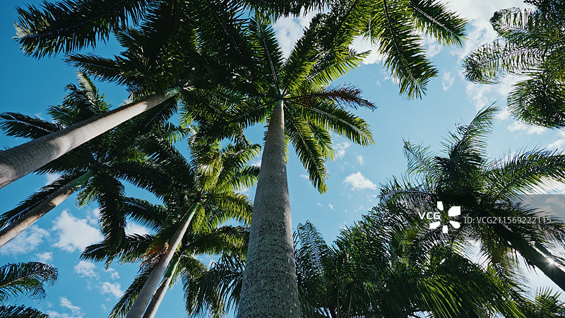 热带棕榈树棕榈园图片素材