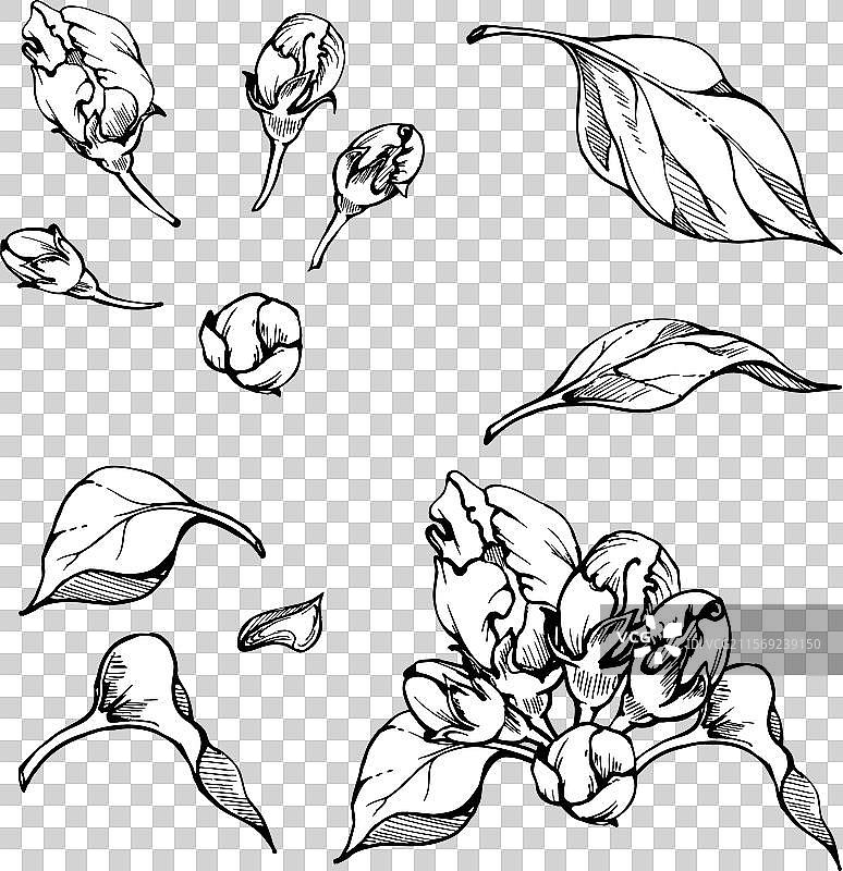 手绘墨水作品，描绘苹果花图片素材