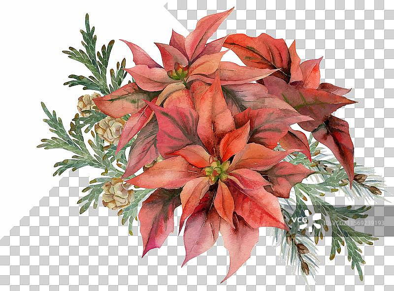 一品红花、金色星星装饰球、杜松枝图片素材