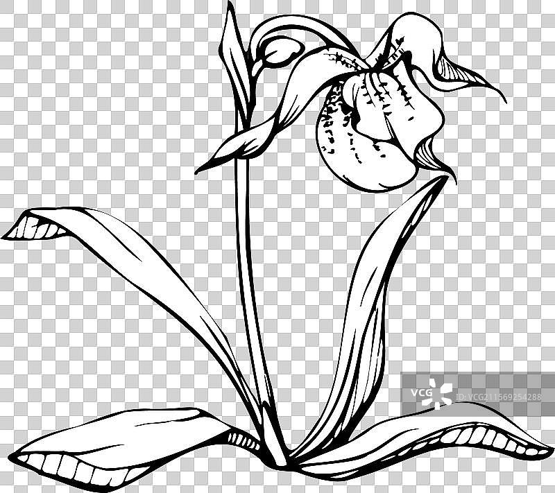 手绘墨水兰花的花茎和叶子图片素材