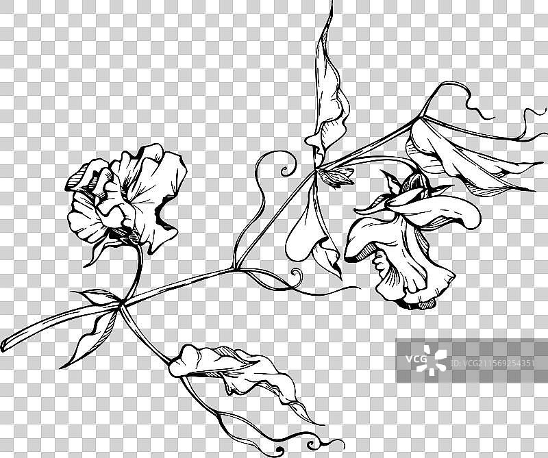 手绘图形墨水植物花卉叶子图片素材