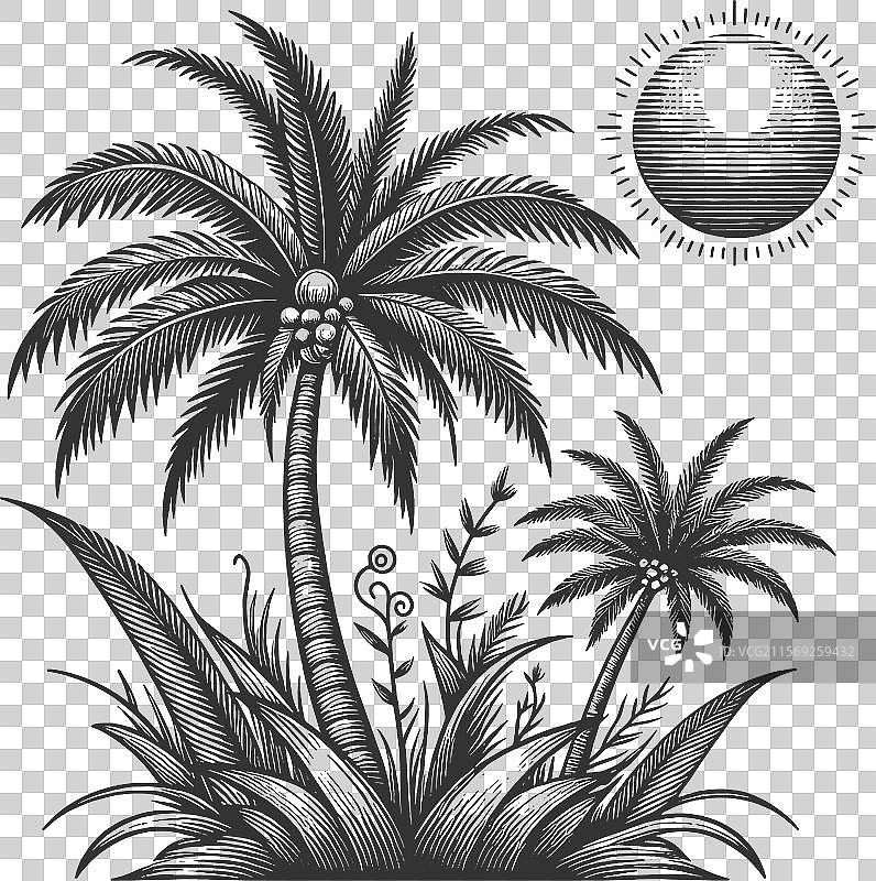 热带棕榈树与阳光图片素材