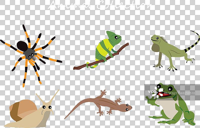 动物收藏图片素材