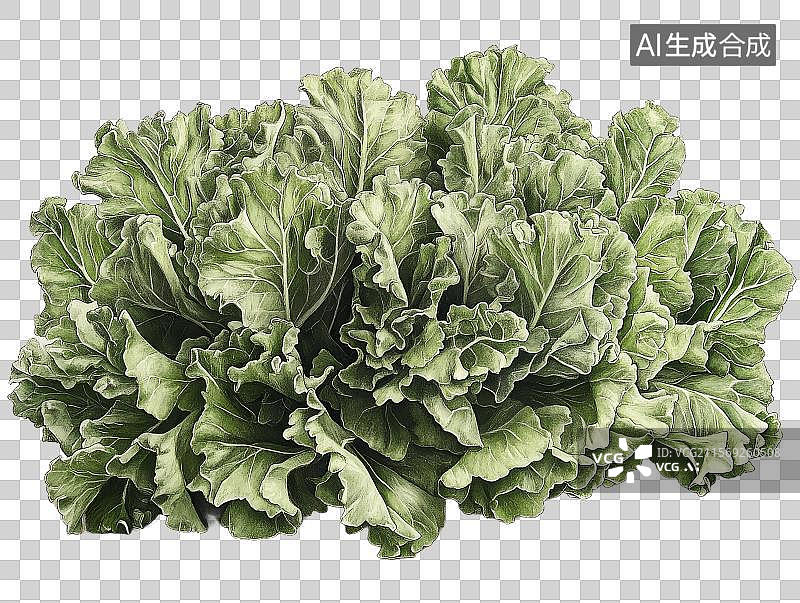 【AI数字艺术】新鲜绿色卷心菜叶图片素材
