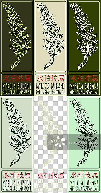 一组关于Myrica bubani的绘画图片素材