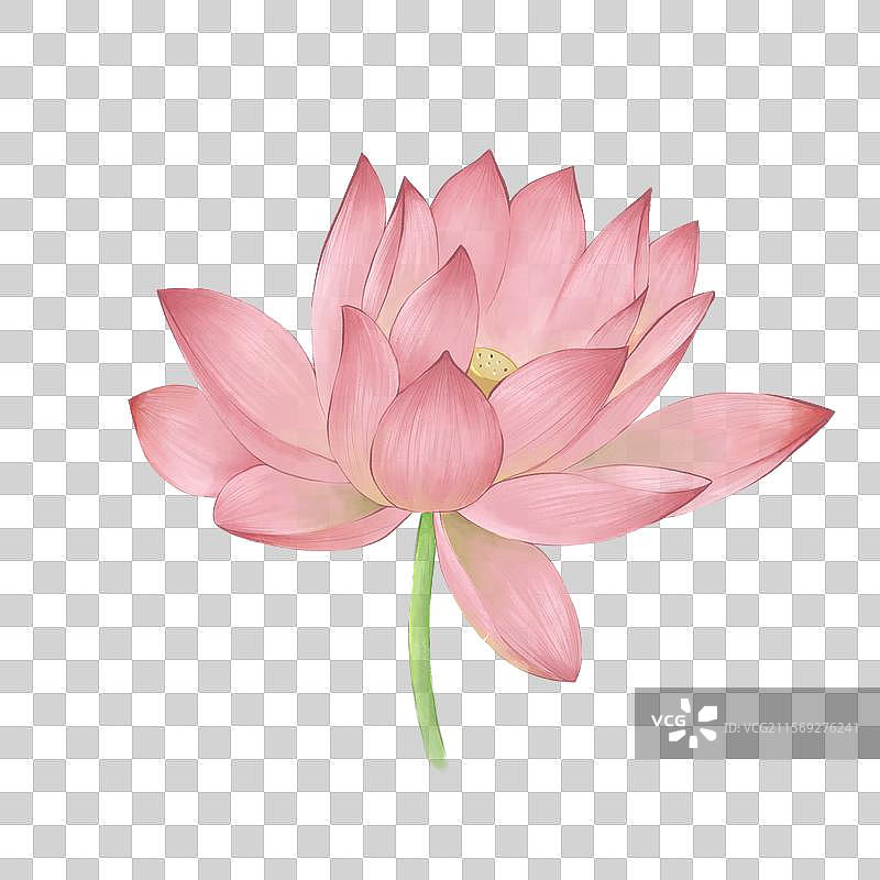 一朵盛开的粉红色荷花图片素材