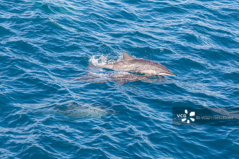 台湾省花莲海域飞旋海豚图片素材
