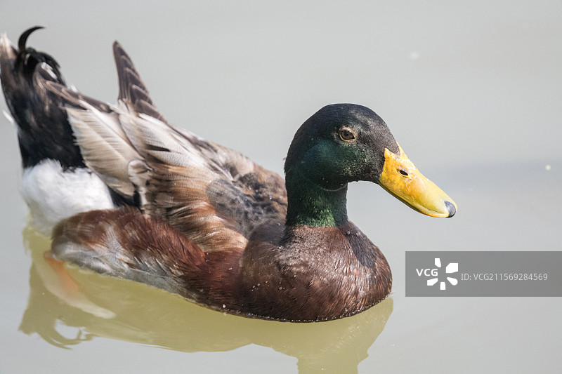 鸭子图片素材