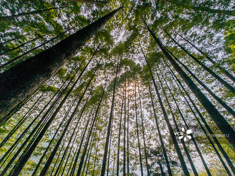 成都天府花溪谷水杉林图片素材