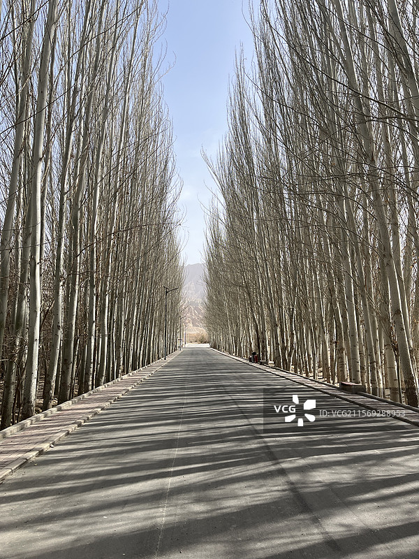 干枯却不死的苍劲胡杨林 笔直行道图片素材