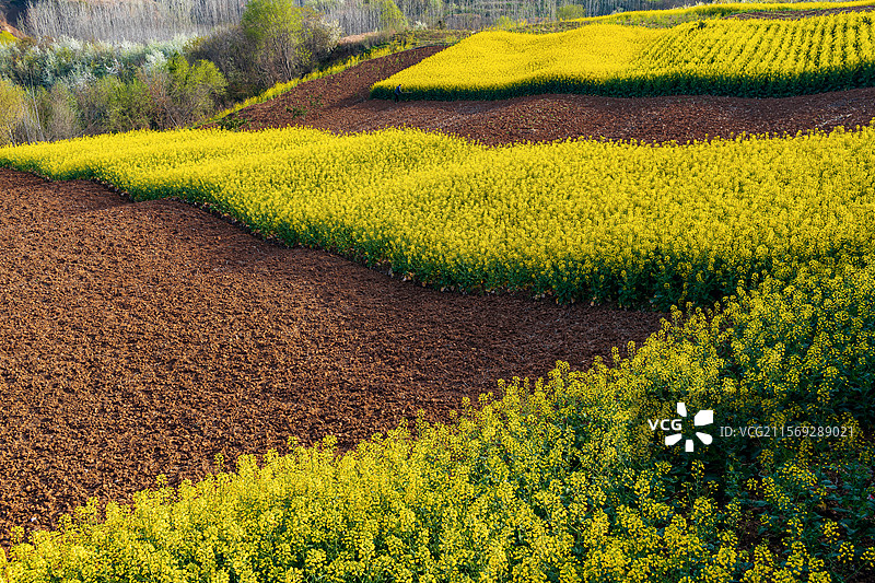陕西旅游中国朱鹮梨园洋县牡丹园春天梨花油菜花田园风光图片素材