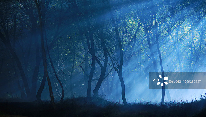 夜色中的树林-丁达尔光线图片素材
