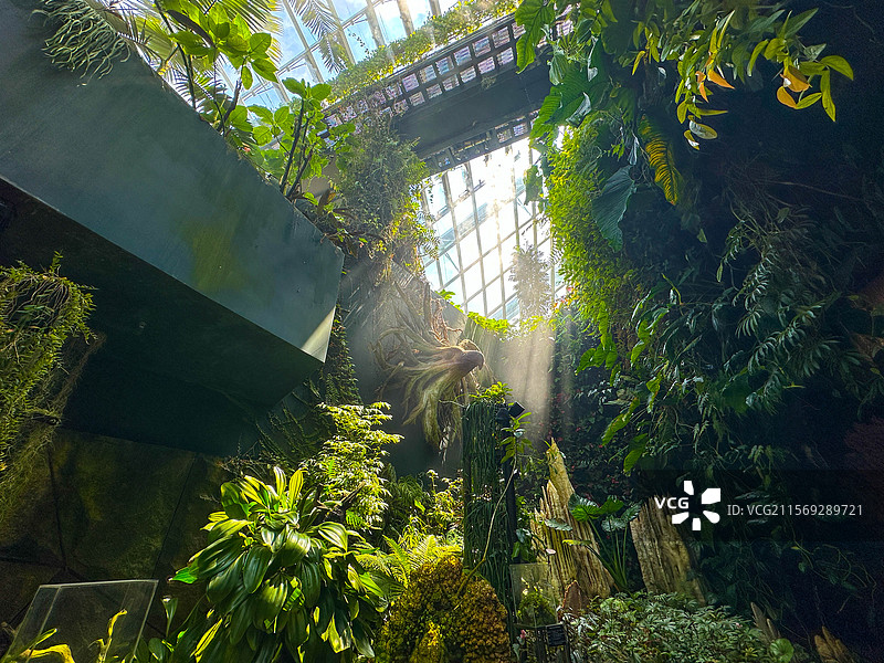 新加坡滨海湾花园云雾林阳光下蕨类植物特写图片素材