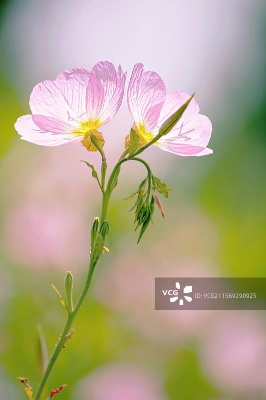 月见草图片素材