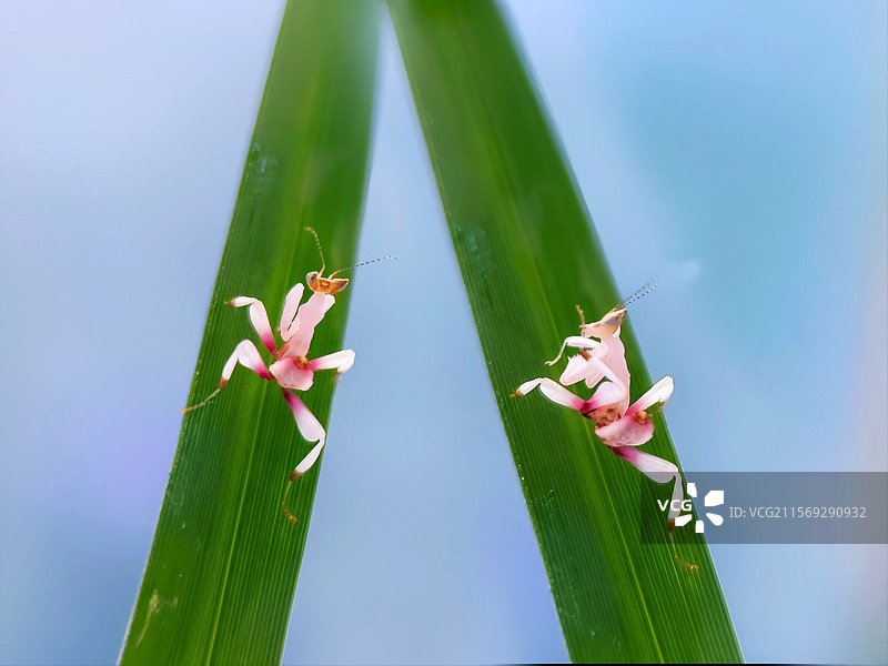 追.Love❤️兰花螳螂特写图片素材