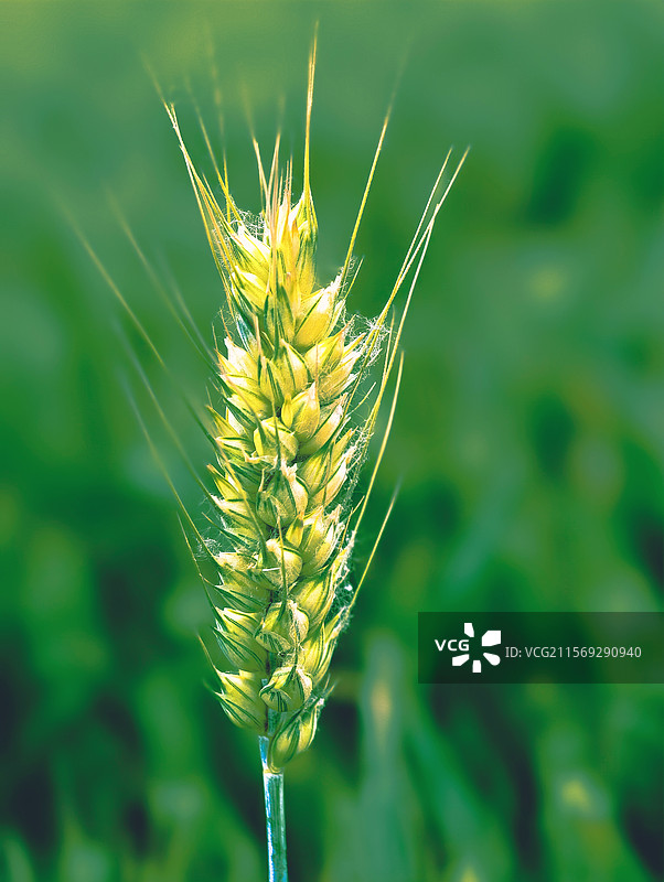 麦芒凝光图片素材