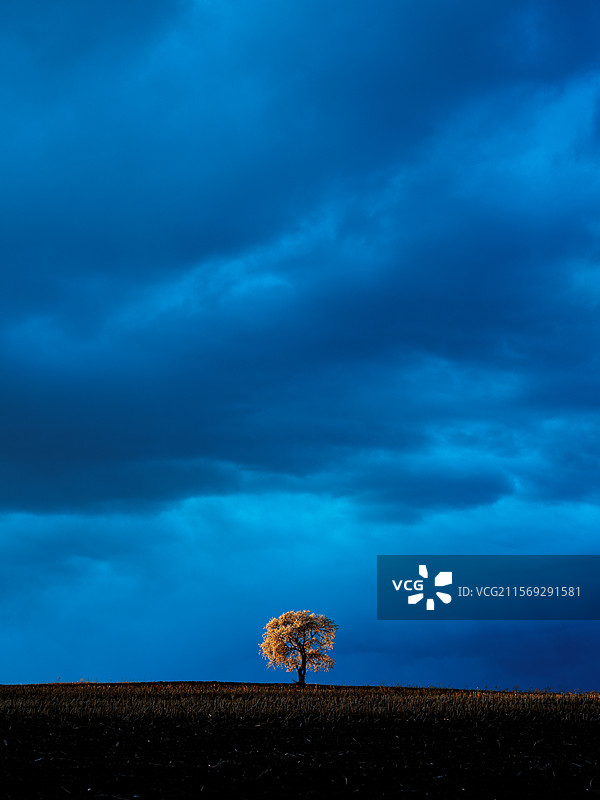 一树繁花图片素材