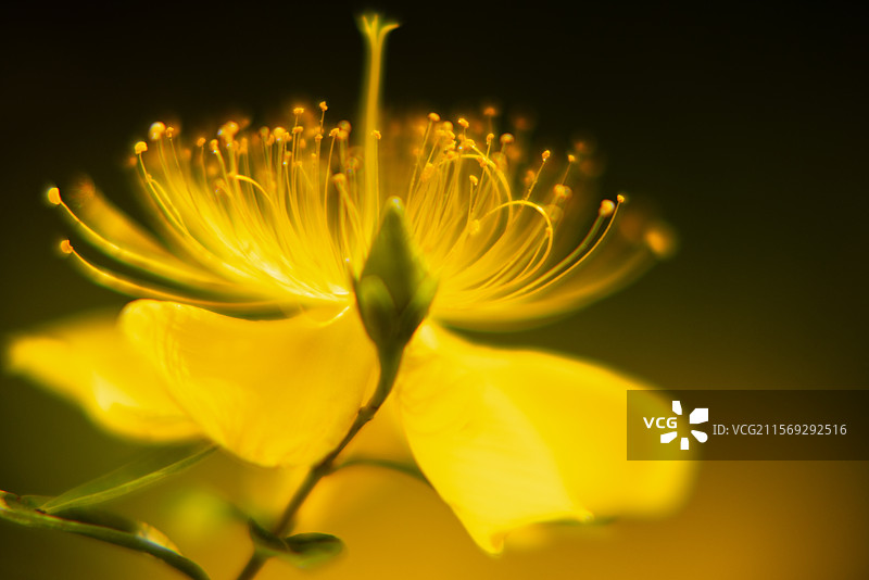 五月初，昆明市昙华寺公园金丝桃花纷纷绽放，金黄可人，煞是好看。图片素材