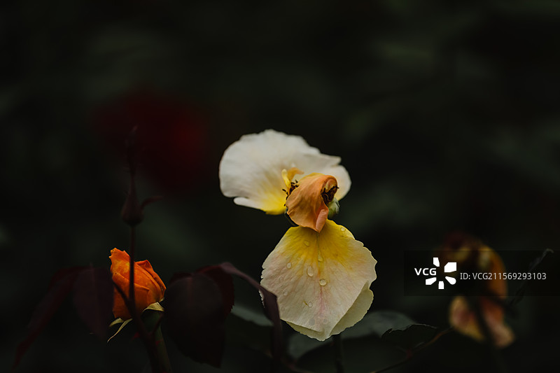 月季园里的月季和玫瑰图片素材