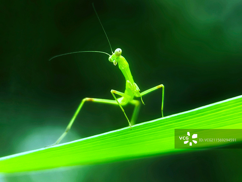 碧刃捕光：翠色螳螂弓身踞叶尖，双目凝神蓄势待发，薄翼透光映衬自然灵动之美。图片素材