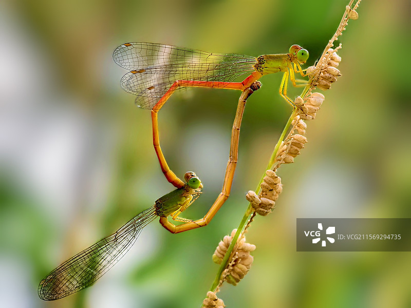 豆娘的爱情图片素材