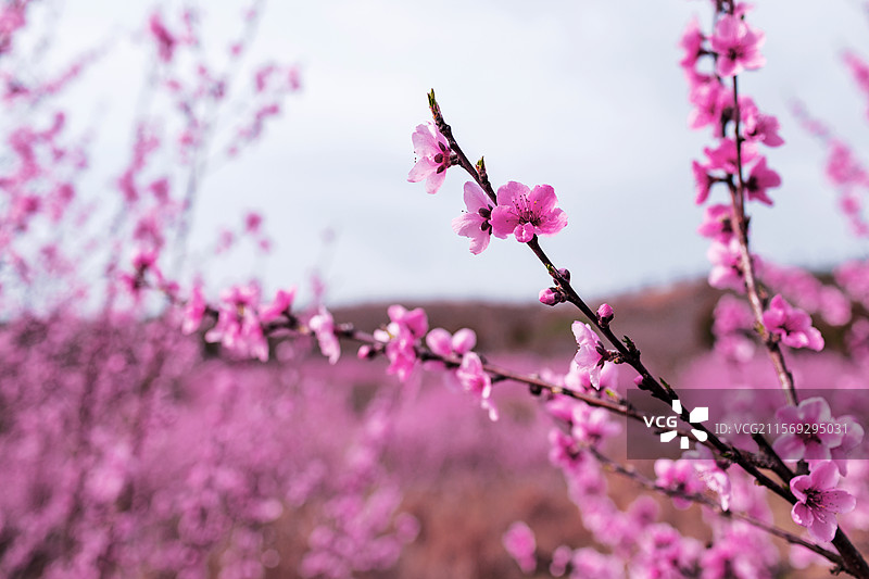 洋县朱鹮梨园风光春暖花开春回大地万物复苏桃花梨花油菜花玉兰花牡丹花怒放的生命图片素材