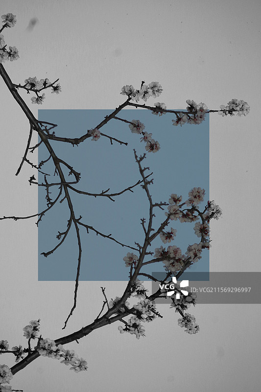 一剪梅中式美学下的暮春，虬枝是也，梅花是也。图片素材