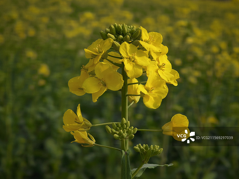 油菜花图片素材