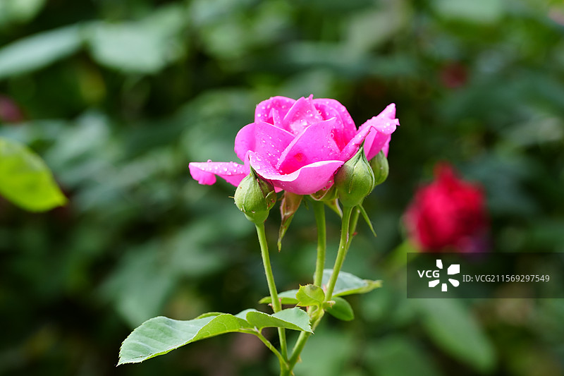 月季花开，红的黄的粉的  艳丽绽放图片素材