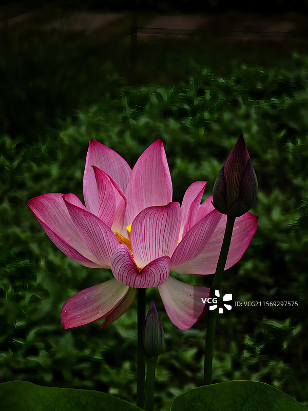 桂林西山公园小滿荷花开。图片素材